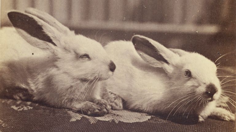 https://www.gettyimages.co.uk/detail/news-photo/two-rabbits-on-a-cushion-henry-pointer-about-1865-albumen-news-photo/1204657252?adppopup=true