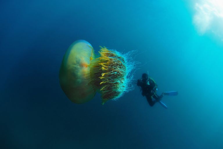 https://www.gettyimages.co.uk/detail/photo/diver-and-nomuras-jellyfish-japan-royalty-free-image/918492636 Nomuras jellyfish