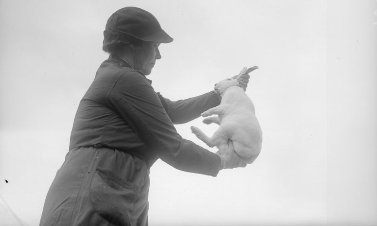 https://www.gettyimages.co.uk/detail/news-photo/mrs-plasket-thomas-holding-up-a-rabbit-and-looking-at-its-news-photo/3350986?adppopup=true