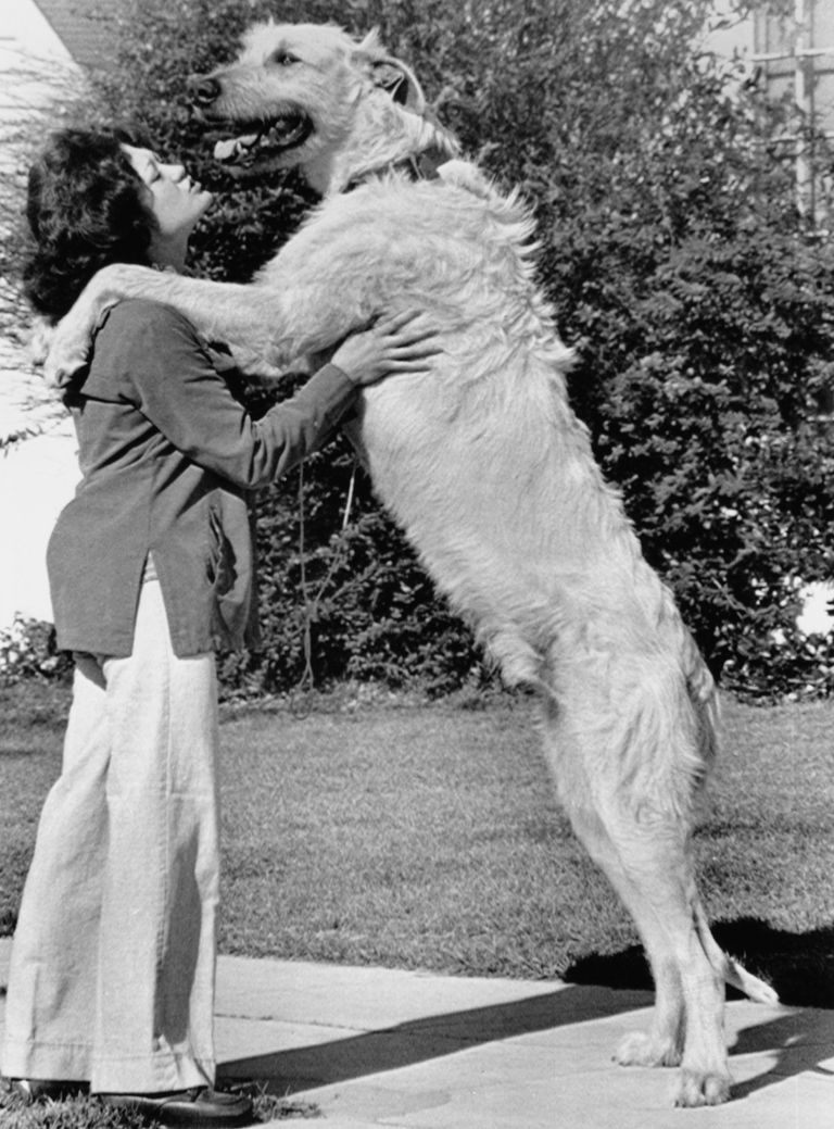 https://www.gettyimages.co.uk/detail/news-photo/mary-jane-miller-and-her-dog-rufus-an-irish-wolfhound-news-photo/1428321822 Rufus Irish Wolfhound