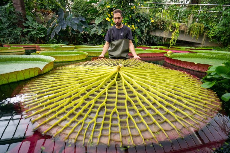 https://www.gettyimages.co.uk/detail/news-photo/botanical-horticulturalist-alberto-trinco-with-an-upturned-news-photo/1235285053 Victoria Amazonica