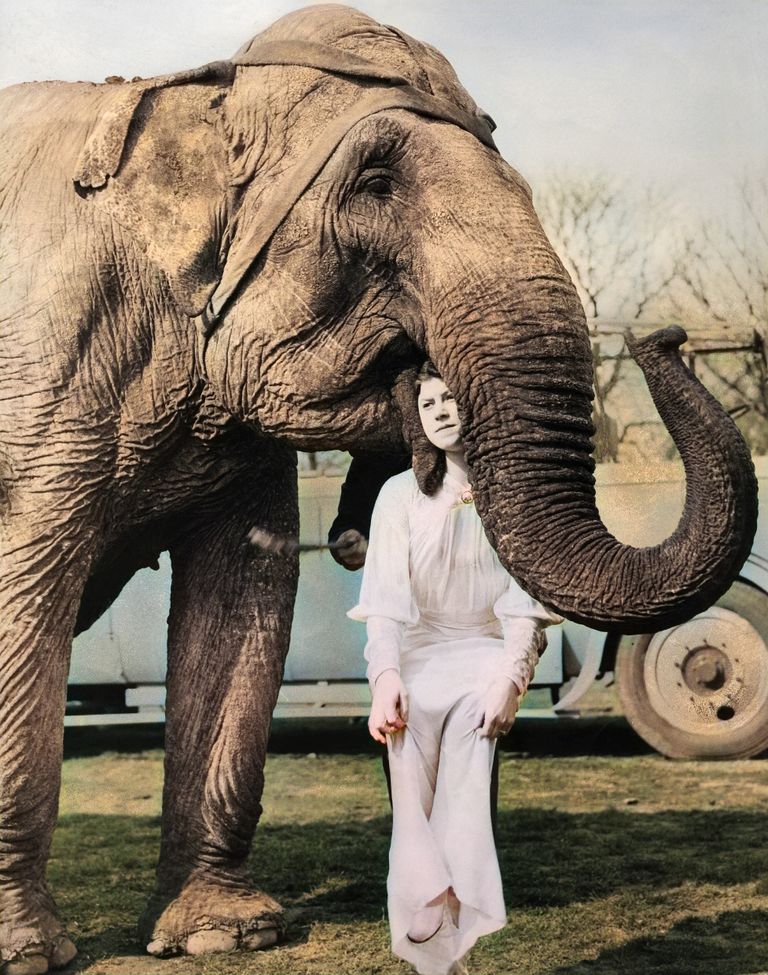 https://www.gettyimages.co.uk/detail/news-photo/elephants-a-trained-elephant-is-carrying-a-woman-between-news-photo/542864299?adppopup=true