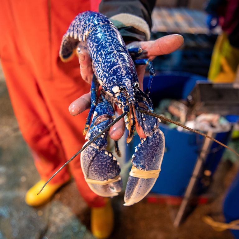 https://www.gettyimages.com/detail/news-photo/rare-blue-lobster-is-seen-during-the-unloading-of-the-news-photo/1297903778