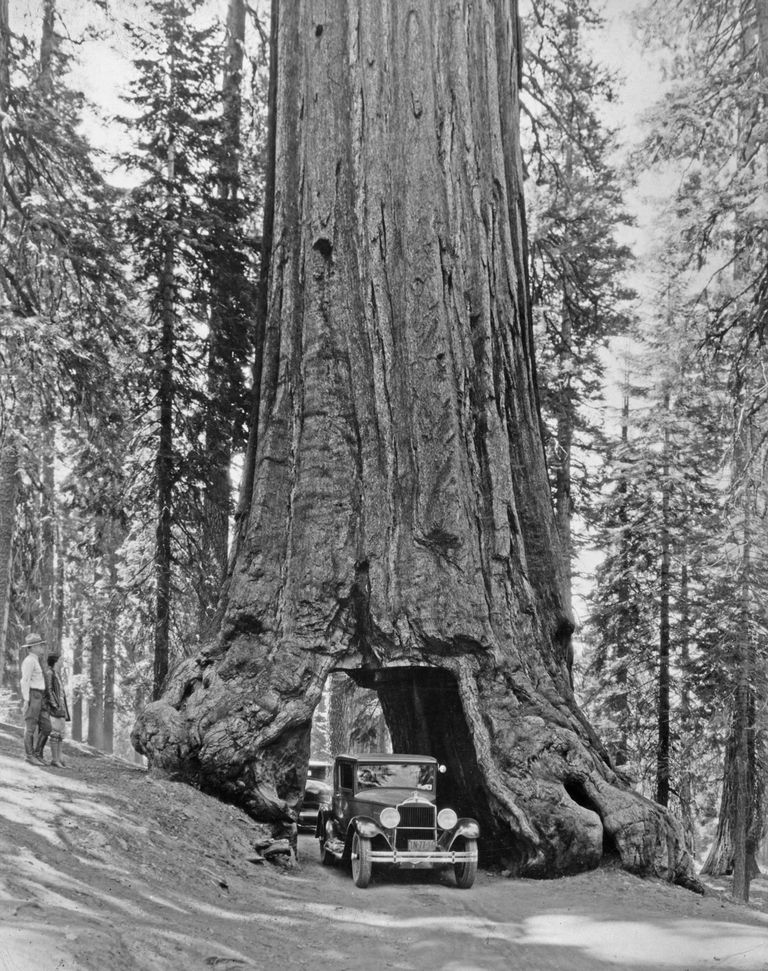 https://www.gettyimages.co.uk/detail/news-photo/cars-passing-through-the-wawona-tunnel-tree-cut-into-a-news-photo/1311100765 Wawona Tunnel Tree