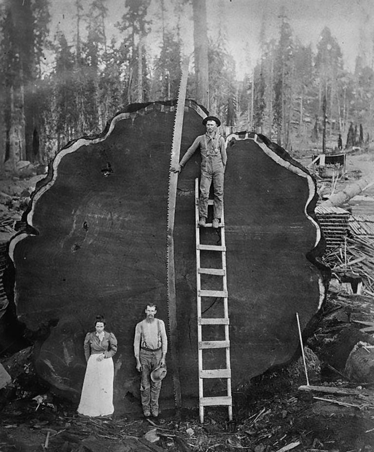 giant sequoia log