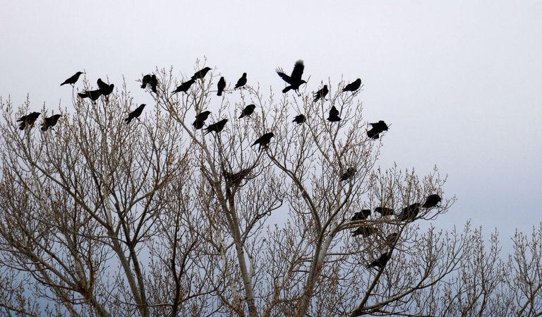 https://www.gettyimages.co.uk/detail/news-photo/flock-of-ravens-perch-in-a-cottonwood-tree-in-santa-fe-new-news-photo/980288184