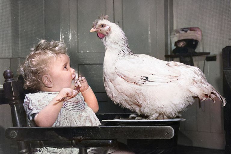 https://www.gettyimages.co.uk/detail/news-photo/one-year-old-susan-burton-with-a-live-chicken-on-her-dinner-news-photo/3093574?adppopup=true