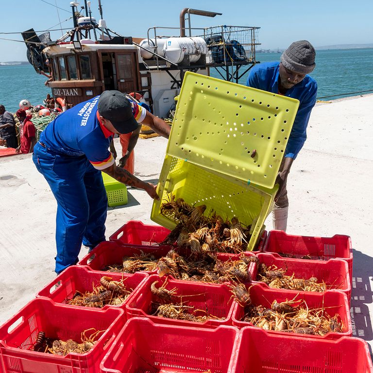 https://www.gettyimages.com/detail/news-photo/saldanha-bay-west-coast-south-africa-fishing-boat-alongside-news-photo/1405859632