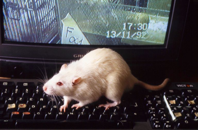 https://www.gettyimages.co.uk/detail/news-photo/expérimentations-scientifiques-sur-des-rats-dans-un-news-photo/1147940515?adppopup=true
