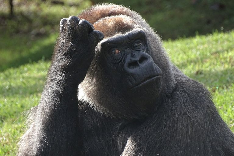 https://www.gettyimages.co.uk/detail/photo/thoughtful-gorilla-royalty-free-image/1320741280?phrase=thinking%20monkey
