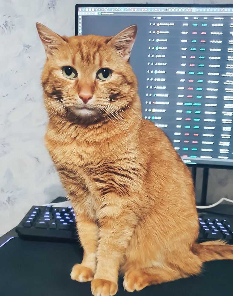 https://www.gettyimages.co.uk/detail/photo/ginger-cat-near-the-computer-royalty-free-image/1351715222?phrase=ginger%20cat%20money&adppopup=true