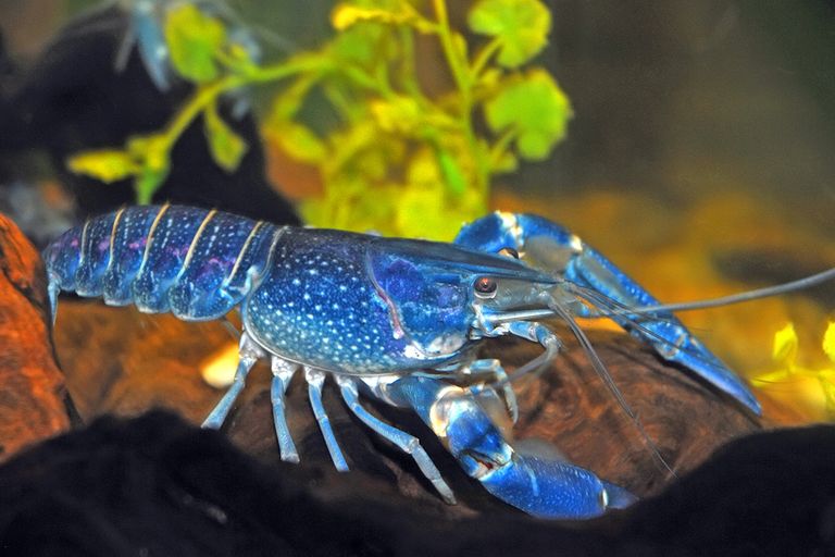 https://www.gettyimages.com/detail/photo/blue-lobster-royalty-free-image/179257325?phrase=blue%20lobster