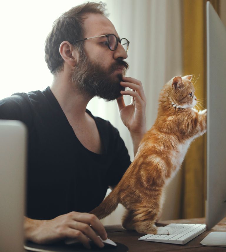 https://www.gettyimages.co.uk/detail/photo/cat-and-business-royalty-free-image/1144997177?phrase=cat%20office&adppopup=true