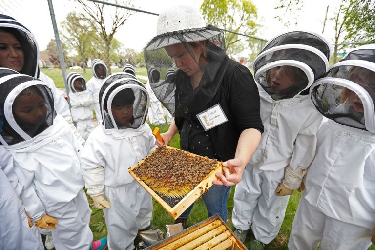 https://www.gettyimages.com/detail/news-photo/erin-rupp-a-bee-keeper-with-pollinate-minnesota-showed-news-photo/1156594311