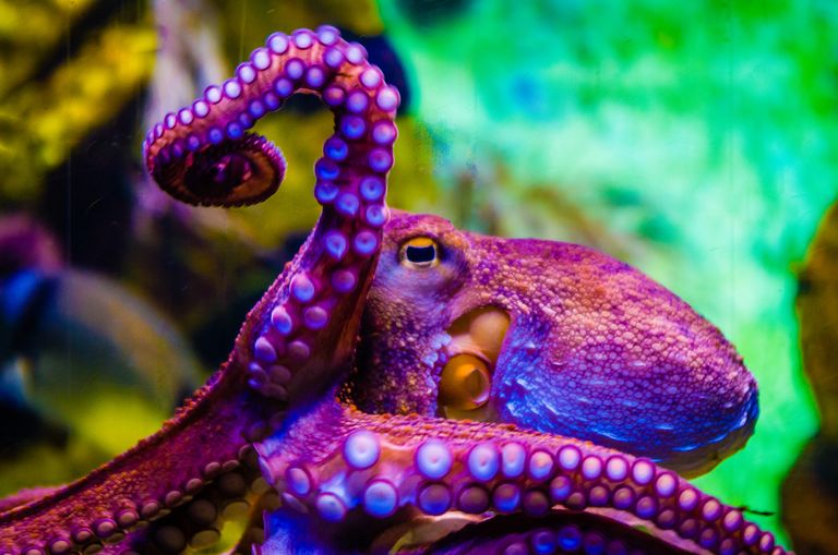 https://www.gettyimages.com/detail/photo/octopus-octopus-in-a-seawater-aquarium-squid-in-royalty-free-image/1213557214?phrase=octopus%20eye&adppopup=true
