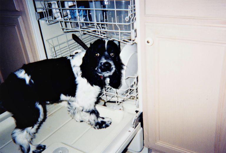 https://www.gettyimages.co.uk/detail/photo/dog-in-open-dishwasher-royalty-free-image/1295130084?phrase=dishwasher%20dog&adppopup=true
