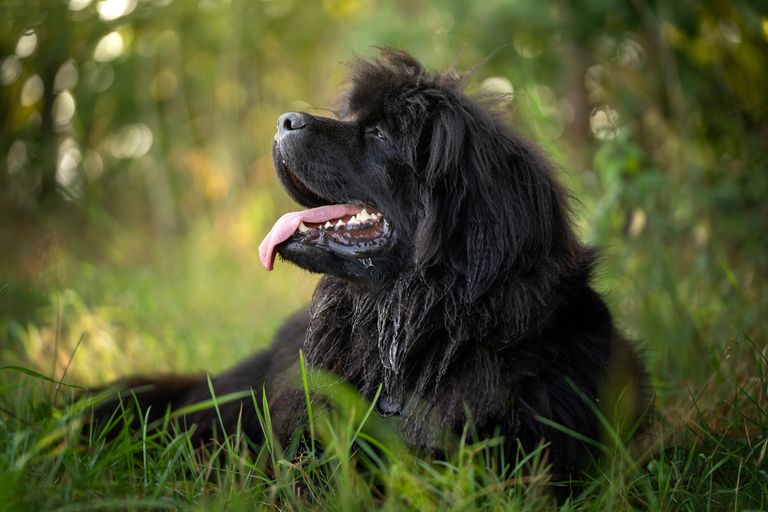 https://www.gettyimages.com/detail/photo/portrait-of-a-newfoundland-dog-royalty-free-image/1415860115?phrase=newfoundland%20dog%20teeth&adppopup=true
