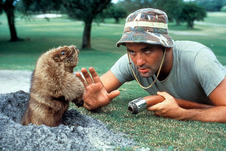 https://www.gettyimages.com/detail/news-photo/bill-murray-eye-to-eye-with-a-gopher-in-a-scene-from-the-news-photo/159836751?adppopup=true