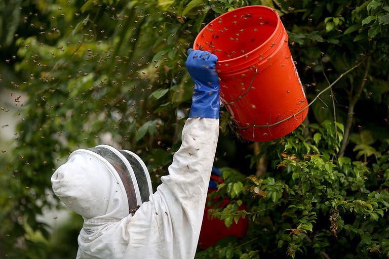 https://www.gettyimages.com/detail/news-photo/john-herring-of-tropical-apiaries-inc-bee-removal-news-photo/451939988