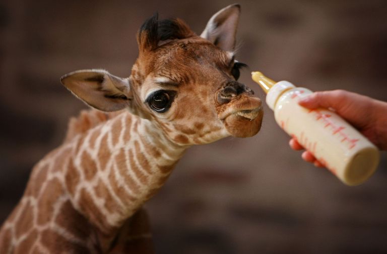 https://www.gettyimages.co.uk/detail/news-photo/margaret-the-10-day-old-giraffe-is-bottle-fed-by-chester-news-photo/79375013?adppopup=true