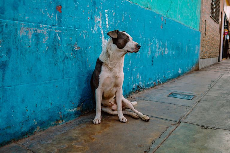 https://www.gettyimages.co.uk/detail/photo/dog-in-street-in-front-of-blue-wall-royalty-free-image/972769624?phrase=stray+dog&adppopup=true