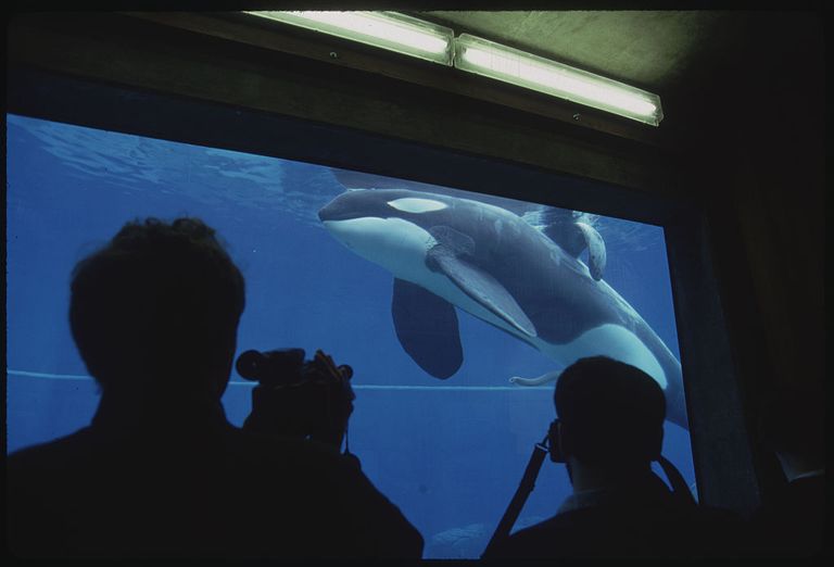 https://www.gettyimages.co.uk/detail/news-photo/oregon-coast-aquarium-keiko-the-killer-whale-and-star-of-news-photo/540553122?adppopup=true