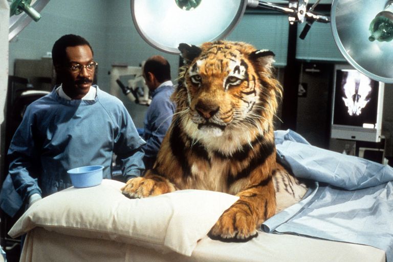 https://www.gettyimages.co.uk/detail/news-photo/eddie-murphy-looking-at-tiger-in-operating-room-in-a-scene-news-photo/159824590?adppopup=true