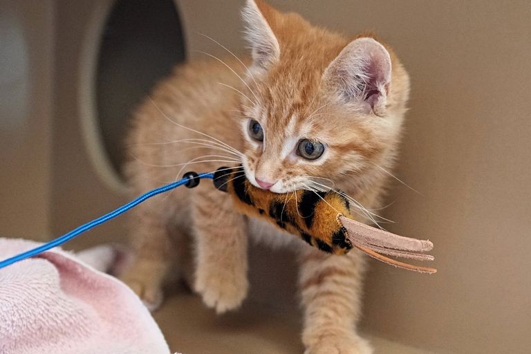 https://www.gettyimages.co.uk/detail/photo/cute-young-domestic-short-hair-kitten-with-orange-royalty-free-image/1381521510?phrase=Cute+young+domestic+short+hair+kitten+with+orange+and+white+tabby+markings+walking+with+a+fuzzy+toy+in+mouth.+Interior+view+of+condo+in+adoption+facility