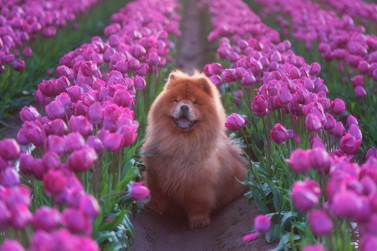 https://www.gettyimages.co.uk/detail/photo/chow-chow-among-tulips-royalty-free-image/688570720?phrase=Skagit+Valley&adppopup=true