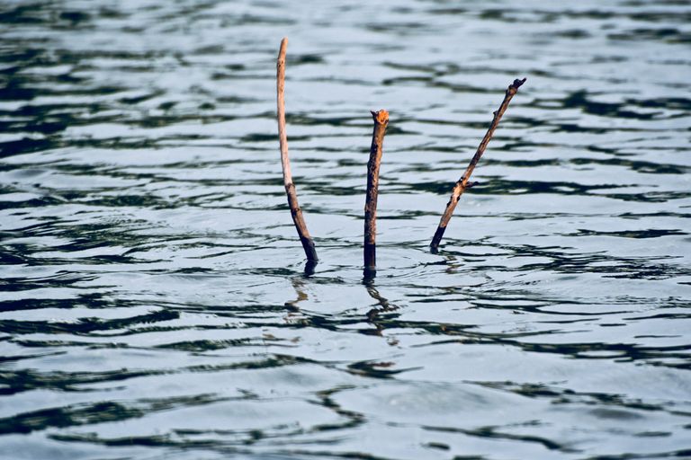 https://www.gettyimages.co.uk/detail/photo/three-bamboo-sticks-in-a-pond-water-unique-photo-royalty-free-image/957479810?phrase=BAMBOO+STICK+IN+WATER&adppopup=true