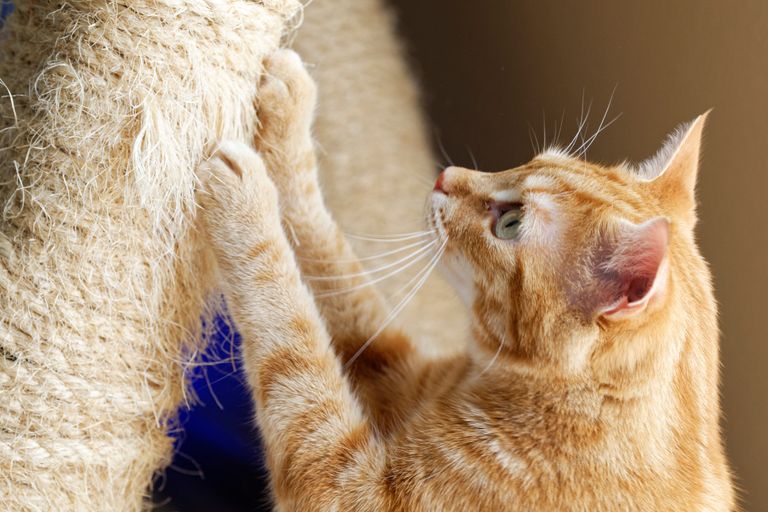 https://www.gettyimages.co.uk/detail/photo/cat-scratching-post-royalty-free-image/1200166532?phrase=ORANGE+CAT+SCRATCHING+POST&adppopup=true