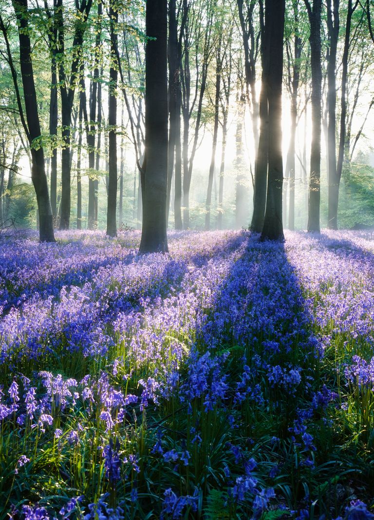 https://www.gettyimages.co.uk/detail/photo/dawn-in-bluebell-woodland-hampshire-england-royalty-free-image/125985657?phrase=bluebell+forest&adppopup=true