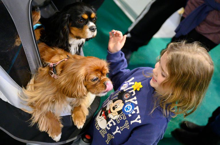 https://www.gettyimages.co.uk/detail/news-photo/young-girl-plays-with-a-cavalier-king-charles-spaniel-on-news-photo/1473036288