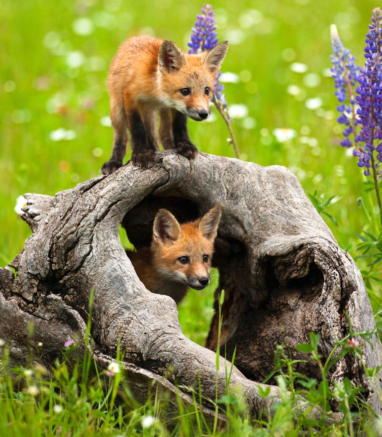 https://www.gettyimages.co.uk/detail/photo/cute-red-fox-pups-play-in-field-of-flowers-royalty-free-image/157617337?phrase=spring+wildlife&adppopup=true