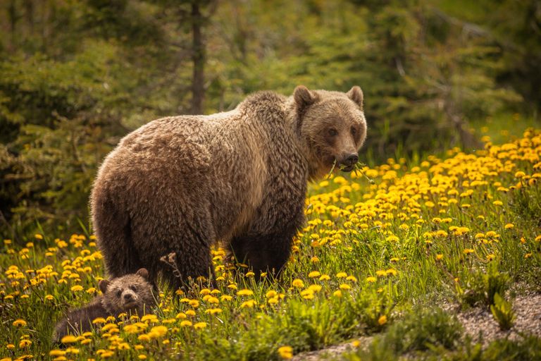 https://www.gettyimages.co.uk/detail/photo/bear-in-jasper-national-park-in-canada-royalty-free-image/1094659566?phrase=spring+wildlife&adppopup=true