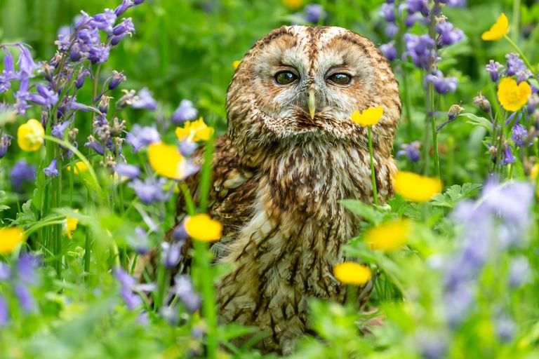 https://www.gettyimages.co.uk/detail/photo/tawny-owl-facing-forward-in-colourful-woodland-royalty-free-image/1380506564?phrase=spring+wildlife&adppopup=true