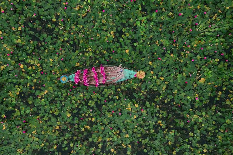 https://www.gettyimages.co.uk/detail/photo/harvesting-waterlilies-royalty-free-image/1413282700?phrase=water+lilies+Bangladesh&adppopup=true