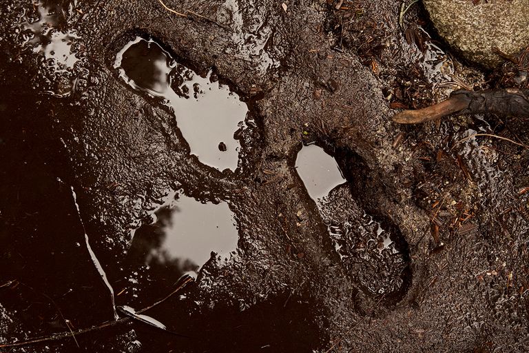 https://www.gettyimages.com/detail/photo/mud-royalty-free-image/183295782?phrase=footprints+mud&adppopup=true