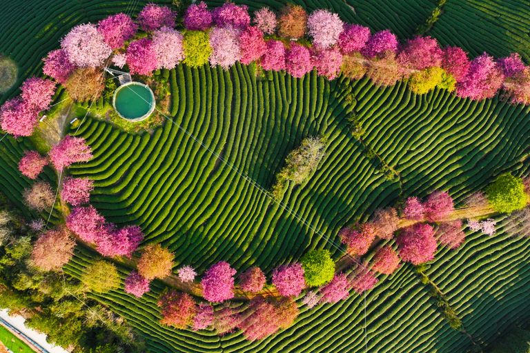 https://www.gettyimages.co.uk/detail/news-photo/aerial-view-of-blooming-cherry-blossoms-at-a-tea-garden-in-news-photo/1470425294?adppopup=true