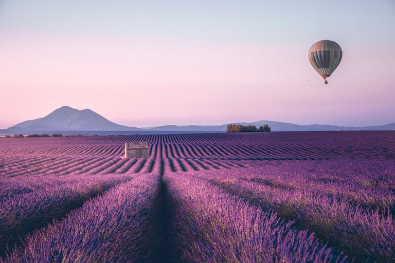 https://www.gettyimages.co.uk/detail/photo/endless-lavender-field-in-provence-france-royalty-free-image/1255610084?phrase=lavender+field&adppopup=true