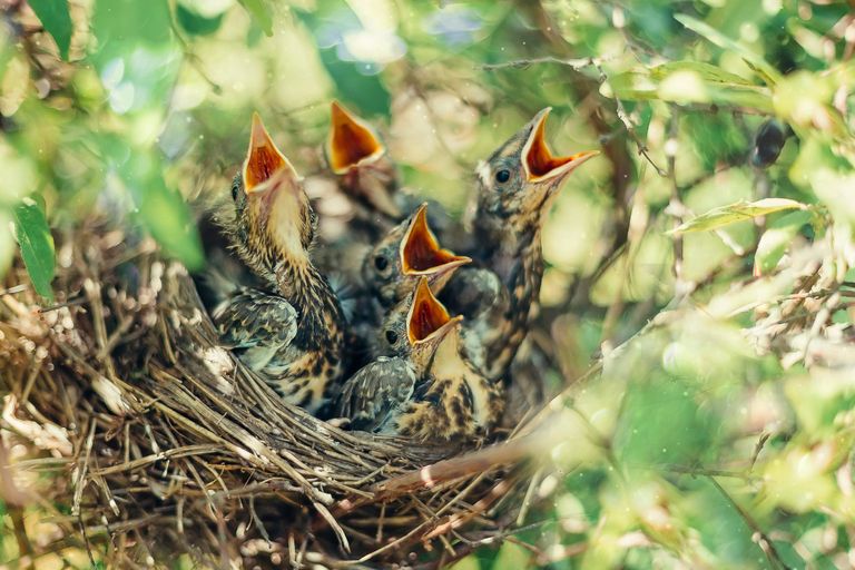 https://www.gettyimages.co.uk/detail/photo/baby-birds-in-the-nature-royalty-free-image/807332470?phrase=baby+bird+feeding&adppopup=true