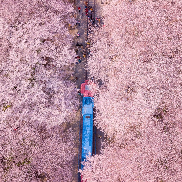https://www.gettyimages.co.uk/detail/photo/top-view-of-jinhae-cherry-blossom-festival-jinhe-royalty-free-image/1204326172?phrase=South%2BKorea%2Bblossom