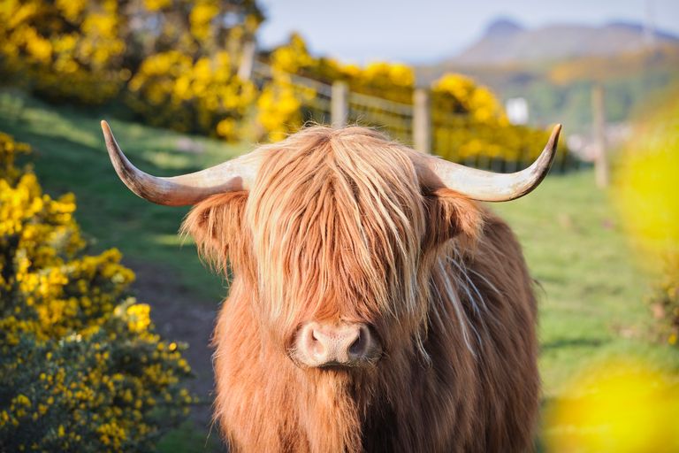 https://www.gettyimages.co.uk/detail/photo/highland-cow-in-flowering-gorse-royalty-free-image/166022723?phrase=Highland+cow+flowers&adppopup=true