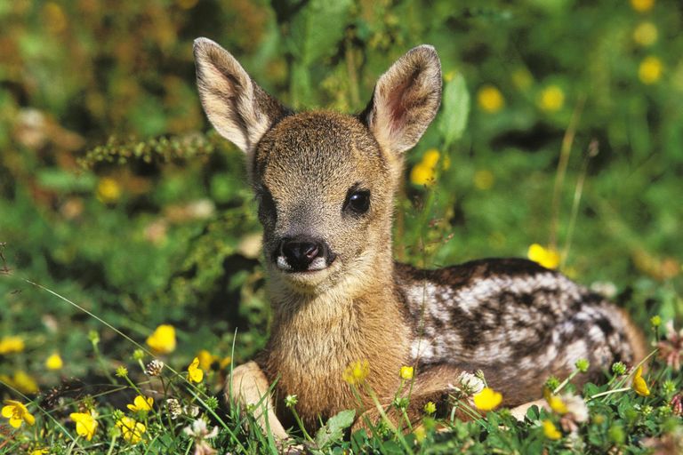 https://www.gettyimages.co.uk/detail/photo/roe-deer-capreolus-capreolus-fawn-laying-in-flowers-royalty-free-image/1251714670?phrase=fawn+spring+flowers&adppopup=true