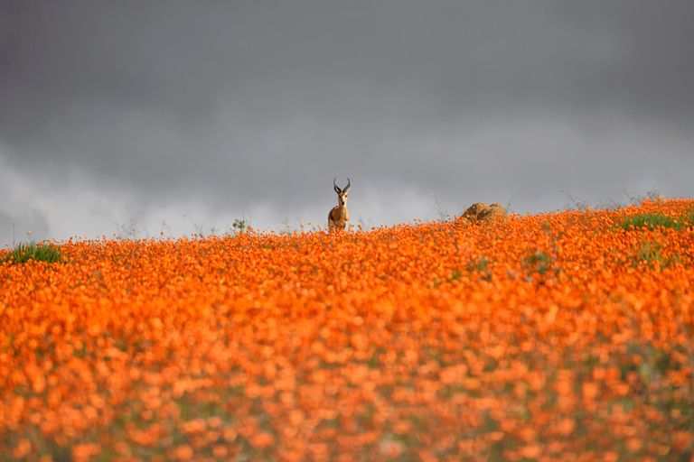 https://www.gettyimages.co.uk/detail/photo/waiting-for-the-storm-royalty-free-image/603902648?phrase=Namaqualand&adppopup=true