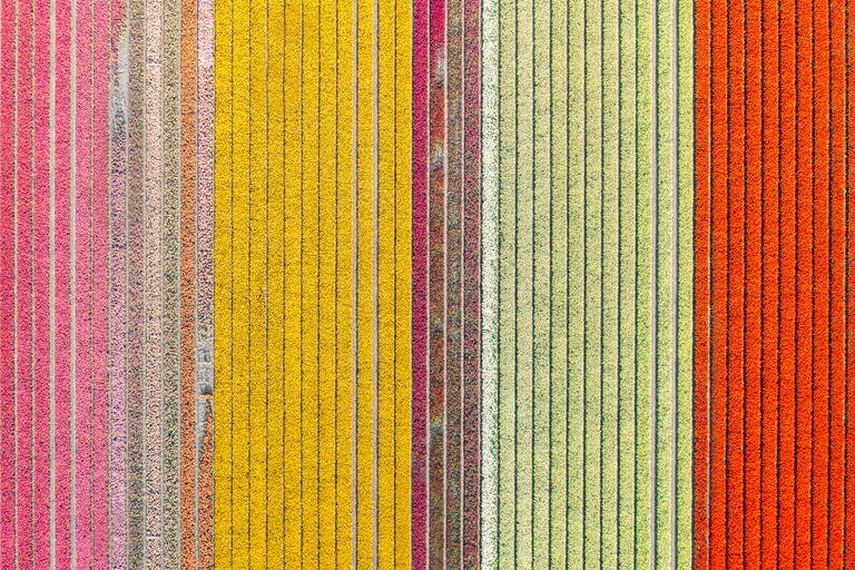 https://www.gettyimages.co.uk/detail/photo/top-down-aerial-photo-of-colorful-tulip-fields-royalty-free-image/1316936651?phrase=spring+blossom+aerial&adppopup=true