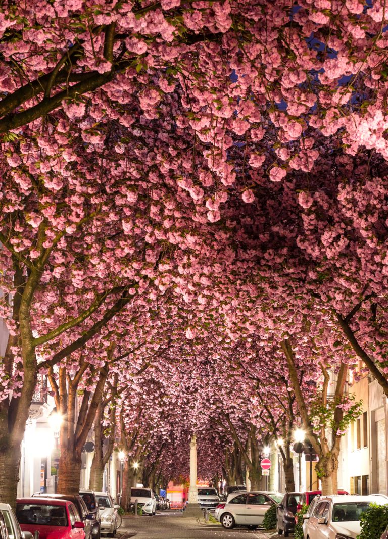 https://www.gettyimages.co.uk/detail/photo/pink-flowers-on-road-in-city-royalty-free-image/740643845?phrase=Bonn%2BGermany