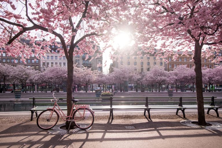 https://www.gettyimages.co.uk/detail/photo/cherry-blossoms-and-pink-bike-at-kungstr%C3%A4dg%C3%A5rden-royalty-free-image/1323227124?phrase=Sweden+springtime&adppopup=true