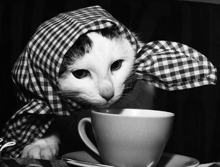 https://www.gettyimages.co.uk/detail/news-photo/tea-time-for-an-unusual-cat-news-photo/107410719