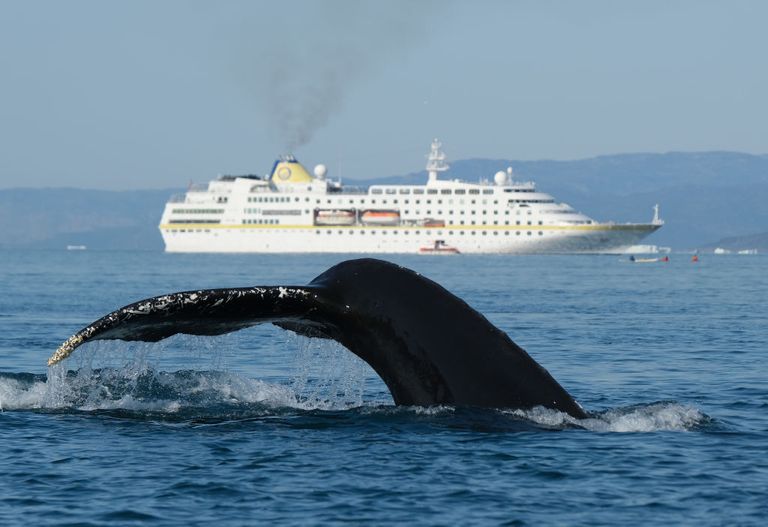 https://www.gettyimages.co.uk/detail/news-photo/humpback-whale-swims-while-a-cruise-ship-sails-nearby-on-news-photo/1166566407